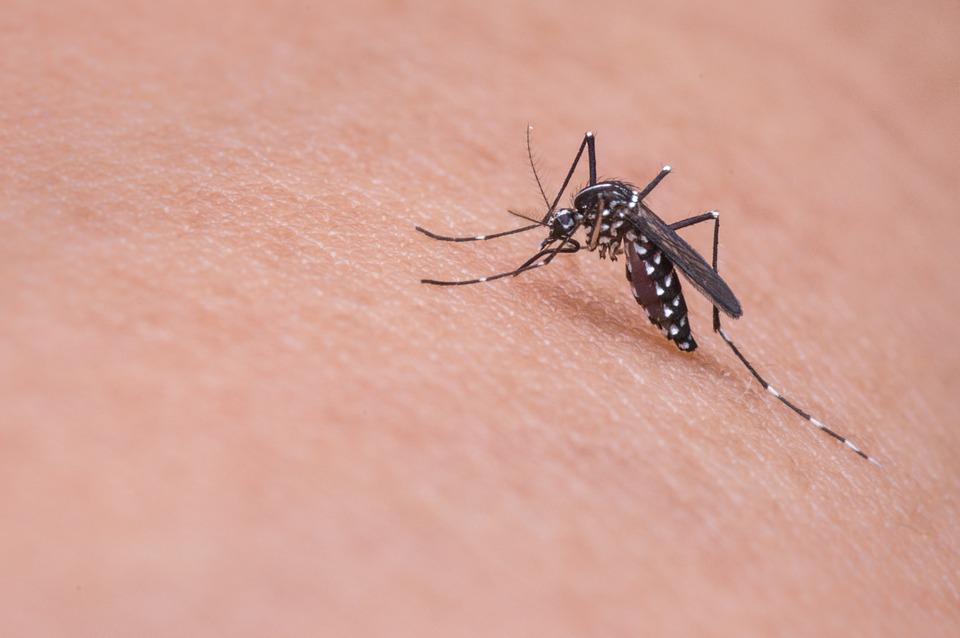 4 tips tegen muggen