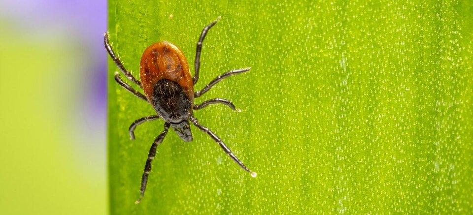 Ouderen meer kans op ziekte van Lyme - Shopvoorgezondheid
