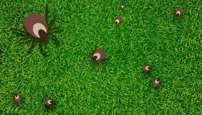 Top-tips tegen een tekenbeet - Shopvoorgezondheid