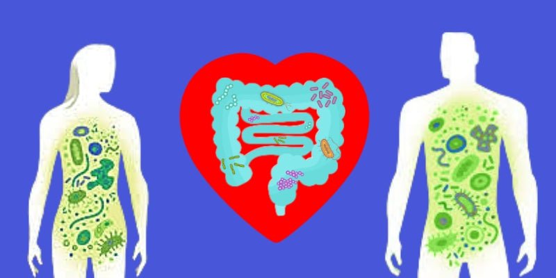 Foto van darmen in een hart voor blog artikel over het Microbioom
