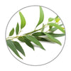 Medisana geurolie Eucalyptus (10 ml) - MED60031-Shopvoorgezondheid