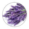 Medisana geurolie Lavendel (10 ml) - MED60032-Shopvoorgezondheid