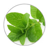 Medisana geurolie Munt (10 ml) - MED60036-Shopvoorgezondheid