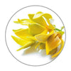 Medisana geurolie Ylang Ylang (10 ml) - MED60035-Shopvoorgezondheid